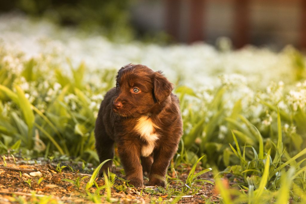 Australian Shepherd Welpe