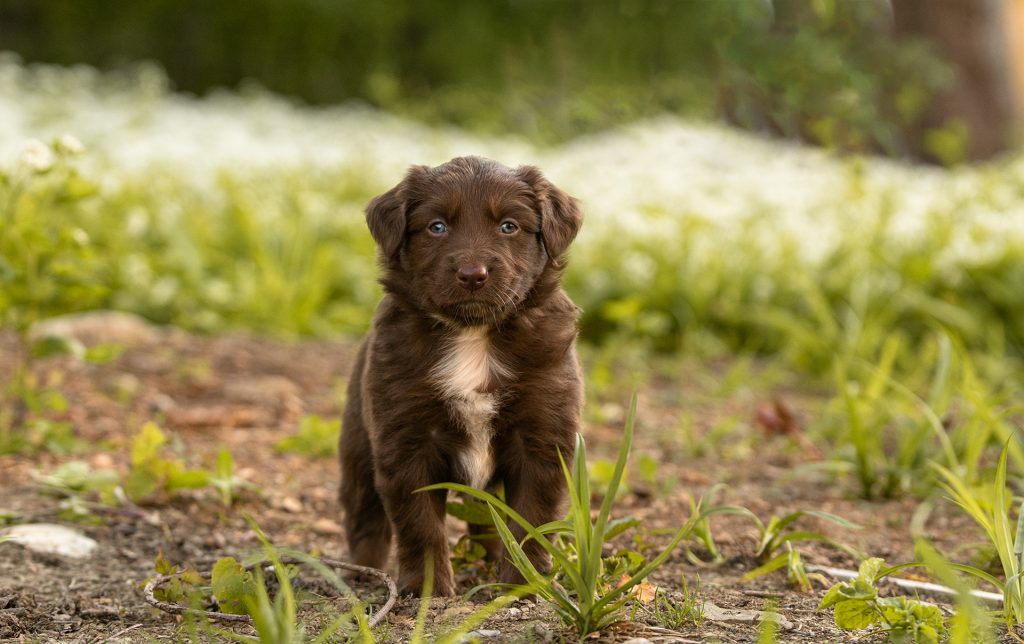 Australian Shepherd Welpe