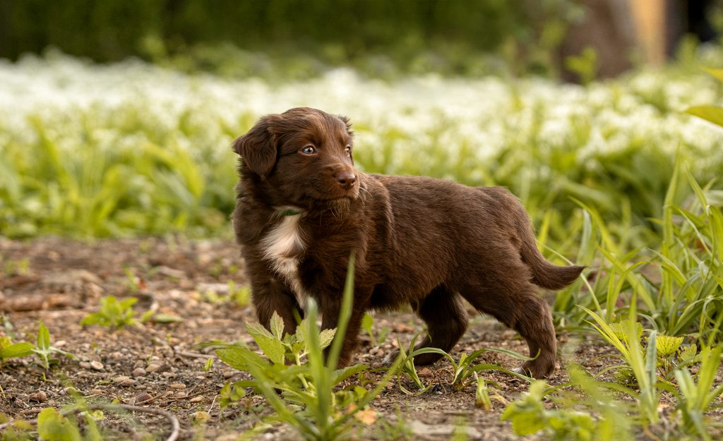 Australian Sheperd Welpe
