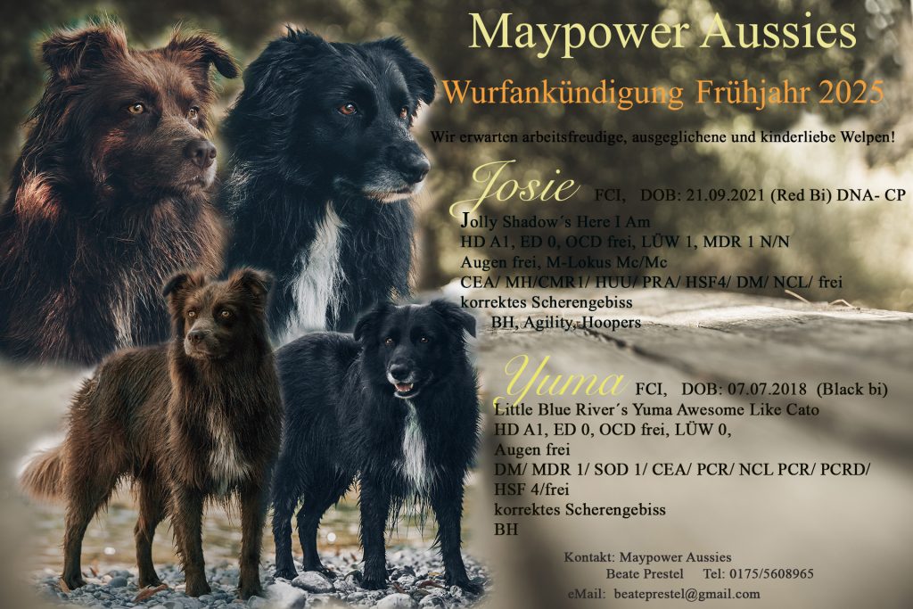 Wurfankündigung Australian Shepherd