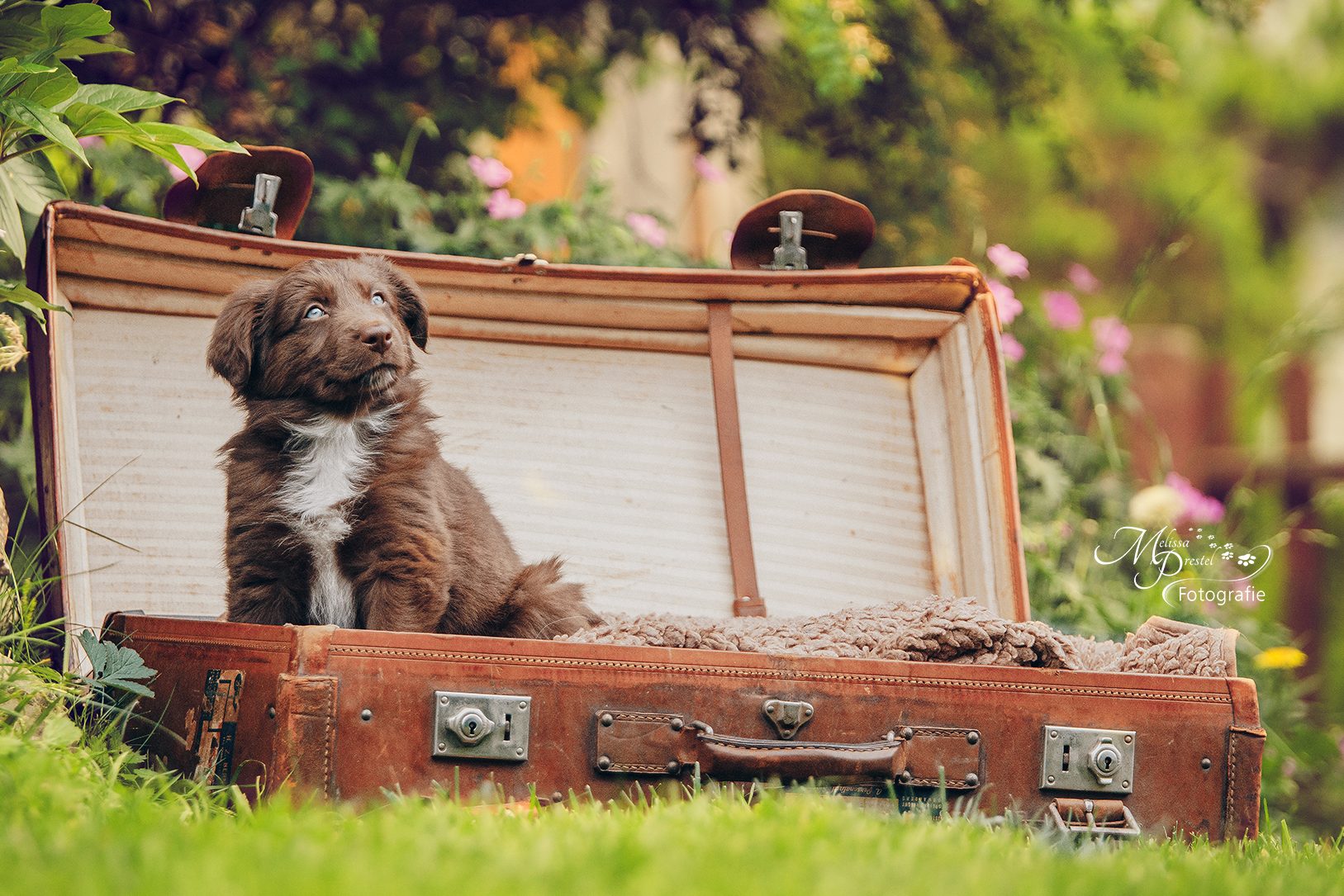 Australian Shepherd Welpe